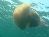 DSC04515.jpg