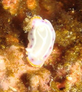 DSC04851.jpg