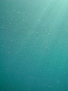 DSC04858.jpg